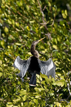 Image of Anhinga