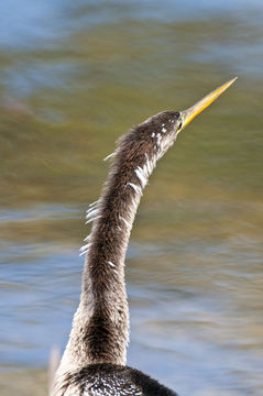 Image of Anhinga