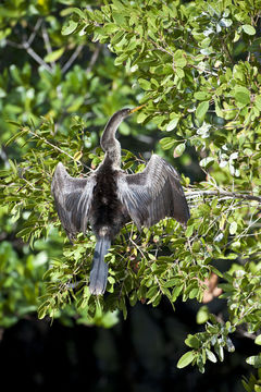 Image of Anhinga