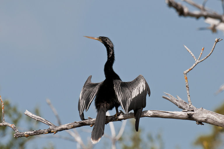 Image of Anhinga