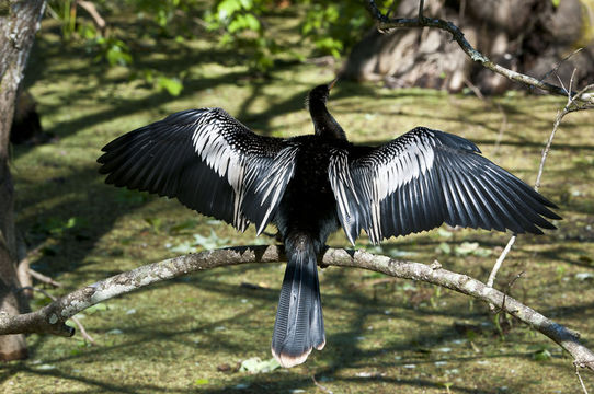 Sivun Anhinga anhinga leucogaster (Vieillot 1816) kuva