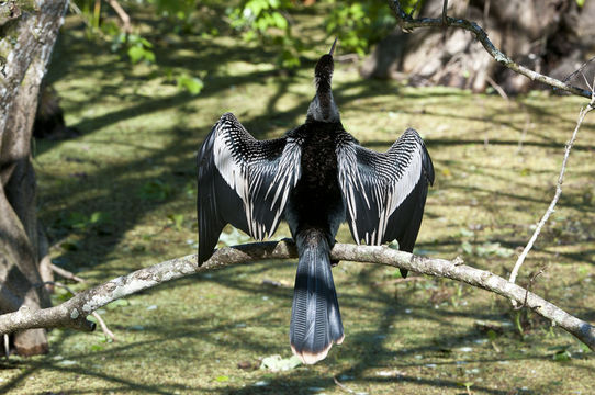 Image de Anhinga anhinga leucogaster (Vieillot 1816)