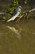 Image of Black-crowned Night Heron