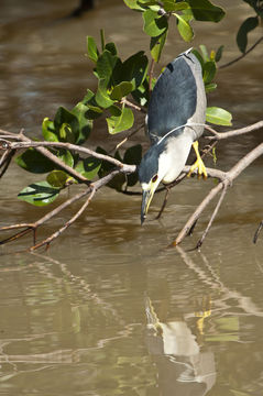 Image of Black-crowned Night Heron