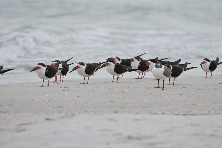 Image of Black Skimmer