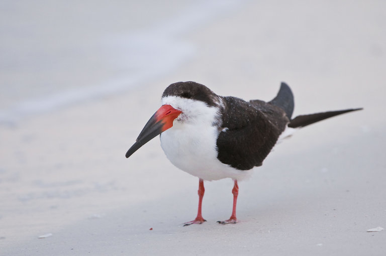 Image of Black Skimmer