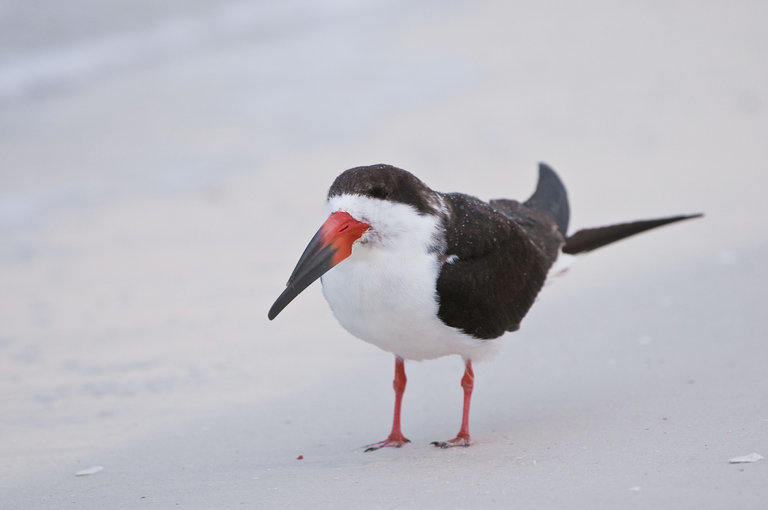 Image of Black Skimmer