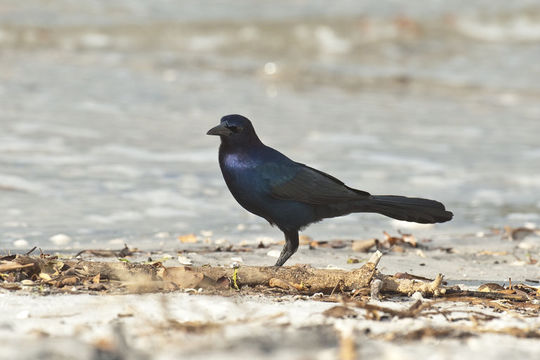 Image of Boat-tailed Grackle