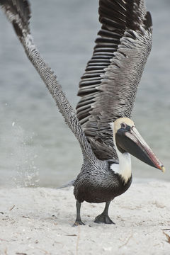 Image of Pelecanus occidentalis carolinensis Gmelin & JF 1789