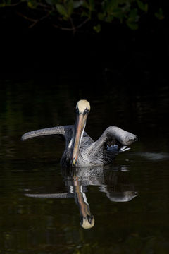 Image of Pelecanus occidentalis carolinensis Gmelin & JF 1789