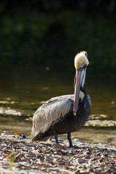 Image of Pelecanus occidentalis carolinensis Gmelin & JF 1789