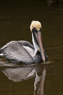 Image of Pelecanus occidentalis carolinensis Gmelin & JF 1789