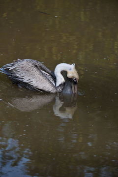 Image of Pelecanus occidentalis carolinensis Gmelin & JF 1789