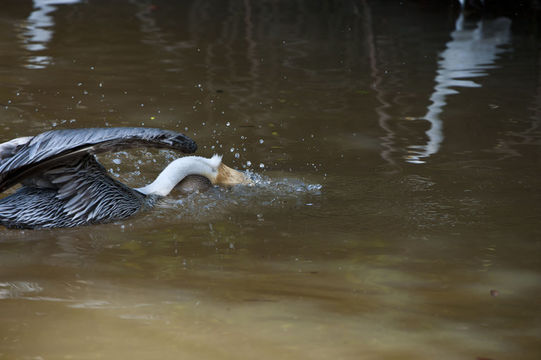 Image of Pelecanus occidentalis carolinensis Gmelin & JF 1789