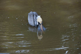 Image of Pelecanus occidentalis carolinensis Gmelin & JF 1789