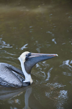 Image of Pelecanus occidentalis carolinensis Gmelin & JF 1789