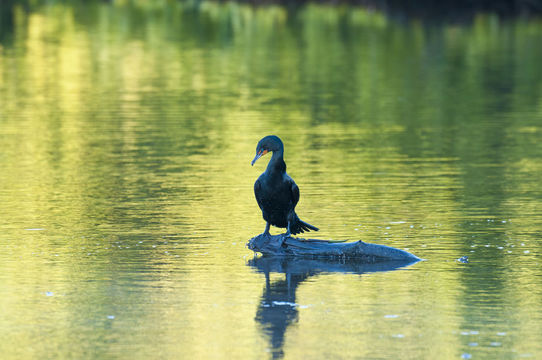 Phalacrocorax auritus floridanus (Audubon 1835) resmi