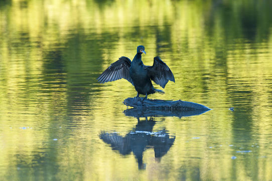 Phalacrocorax auritus floridanus (Audubon 1835) resmi