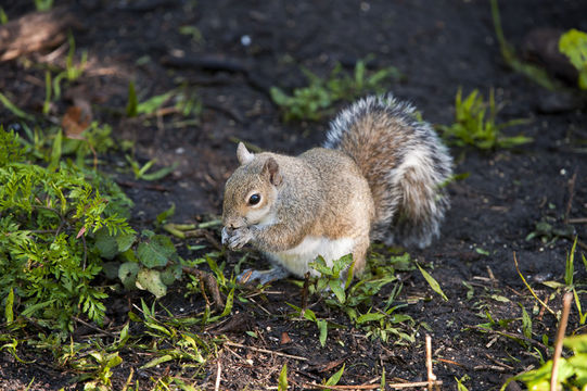 Image of eastern gray squirrel