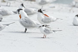 Image of Forster's Tern