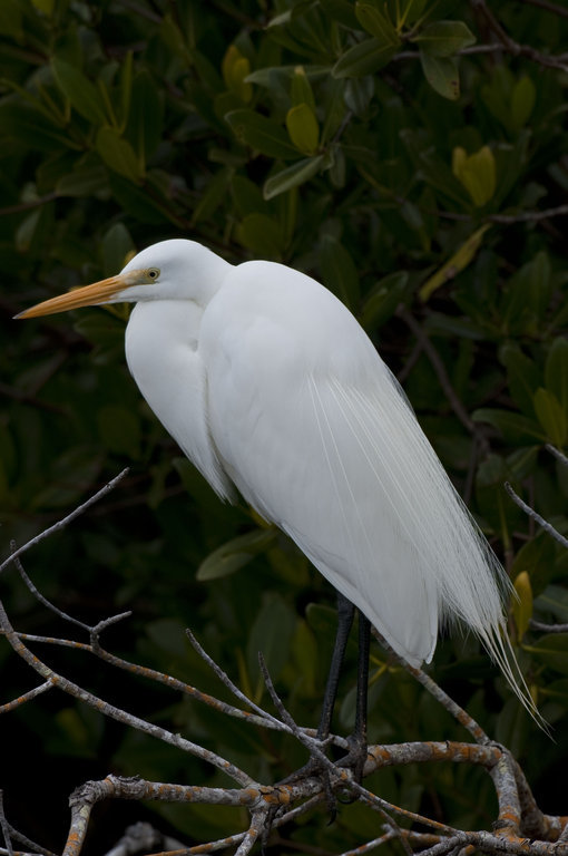 Image of Great Egret