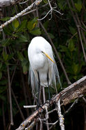 Image of Great Egret