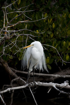 Image of Great Egret