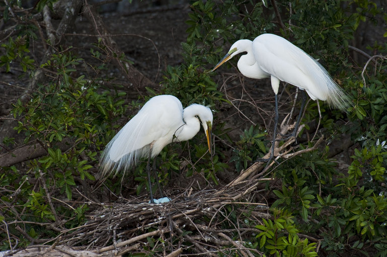 صورة Ardea alba egretta Gmelin & JF 1789