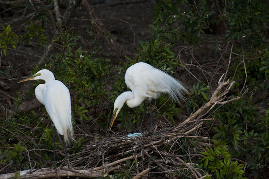 Image of Ardea alba egretta Gmelin & JF 1789