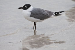 Image of Laughing Gull