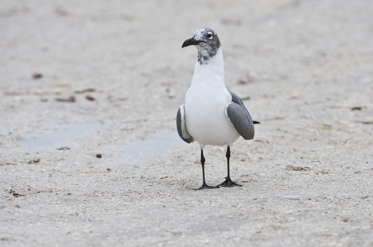 Image of Laughing Gull