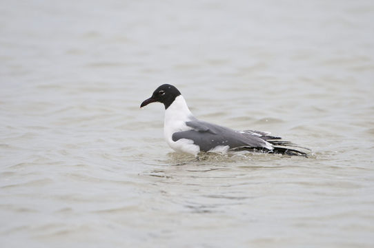 Image of Laughing Gull