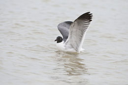 Image of Laughing Gull