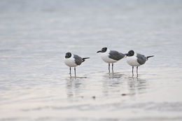 Image of Laughing Gull