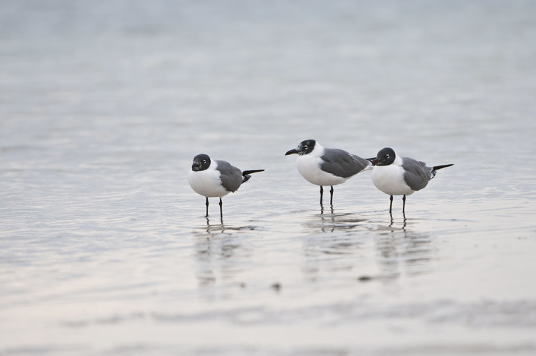 Image of Laughing Gull