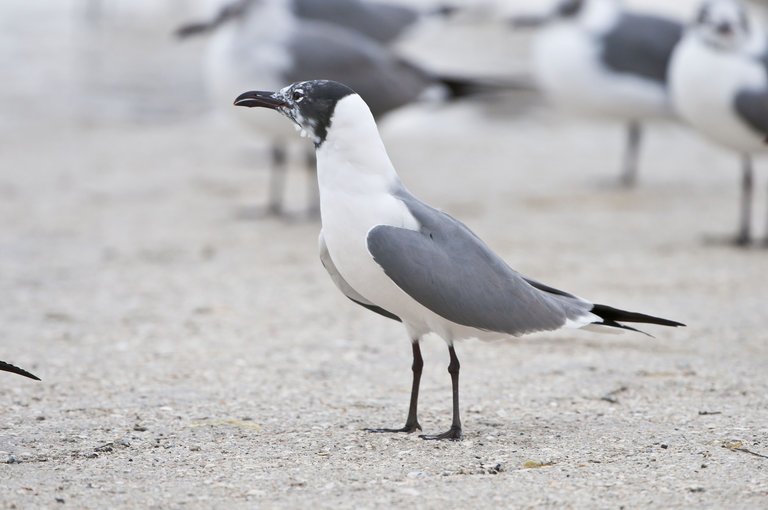 Image of Laughing Gull