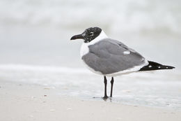 Image of Laughing Gull