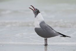 Image of Laughing Gull