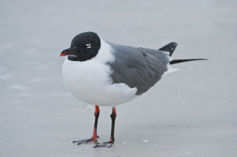 Image of Laughing Gull