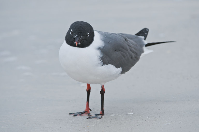 Image of Laughing Gull