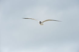 Image of Laughing Gull