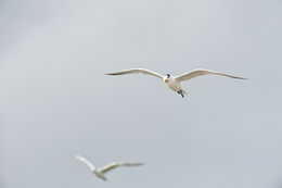 Image of Royal Tern