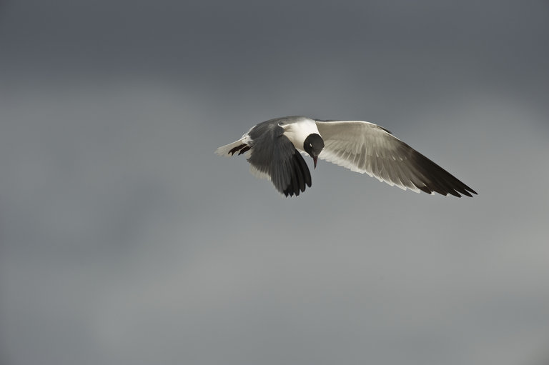 Image of Laughing Gull