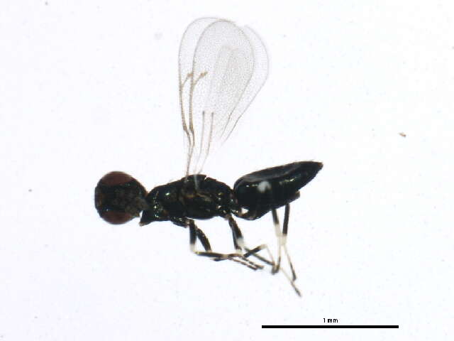 Image of Diglyphus