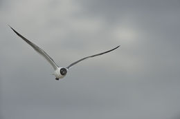 Image of Laughing Gull