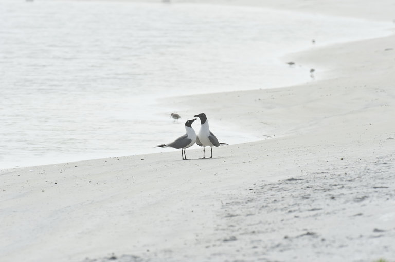 Image of Laughing Gull