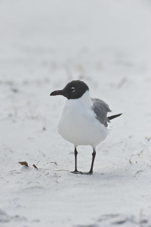 Image of Laughing Gull