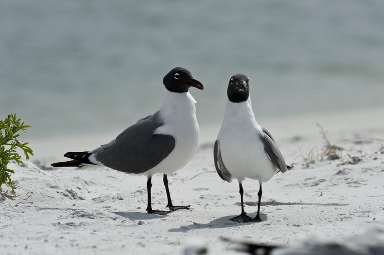 Image of Laughing Gull