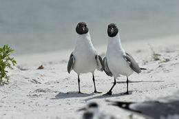 Image of Laughing Gull