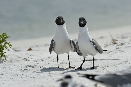 Image of Laughing Gull